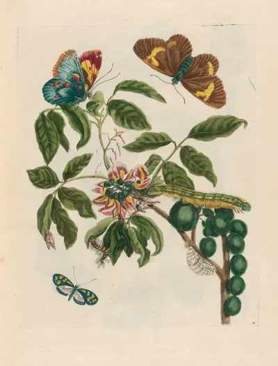 Coronilla Americana Arborescens 2