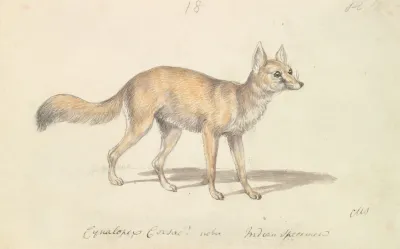 Corsac Dog Fox