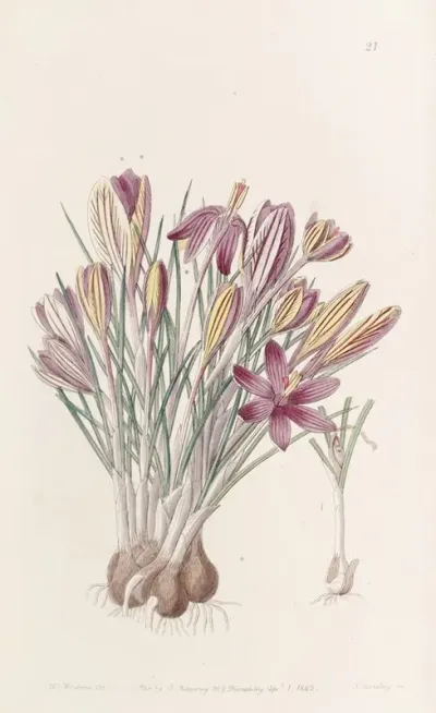 Corsican Crocus