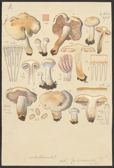 Cortinarius Argutus