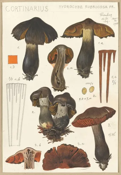 Cortinarius