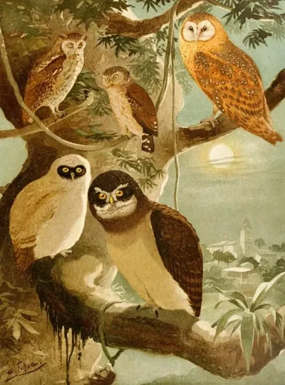 Corujas