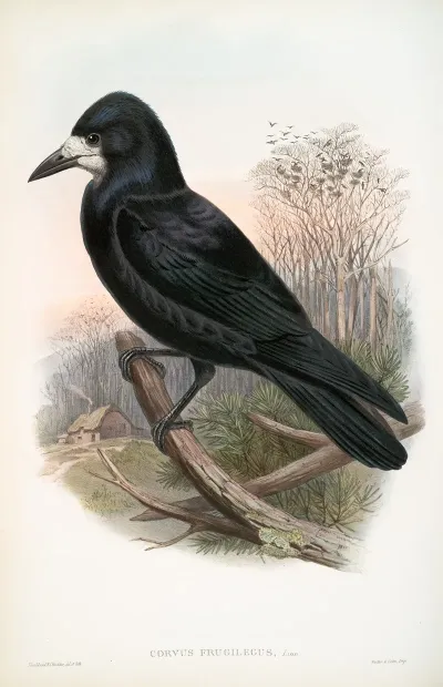 Corvux Frugilegus Rook