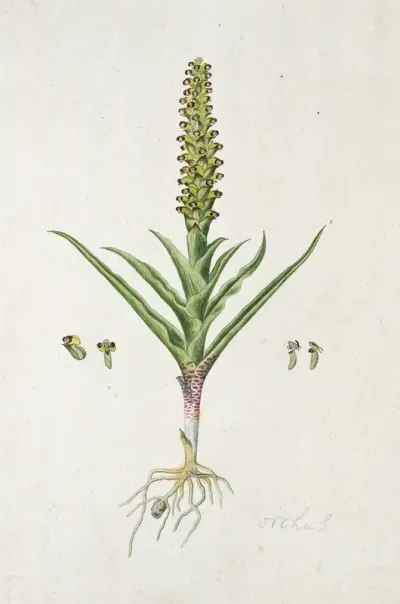 Corycium Orobanchoides L F Swartz