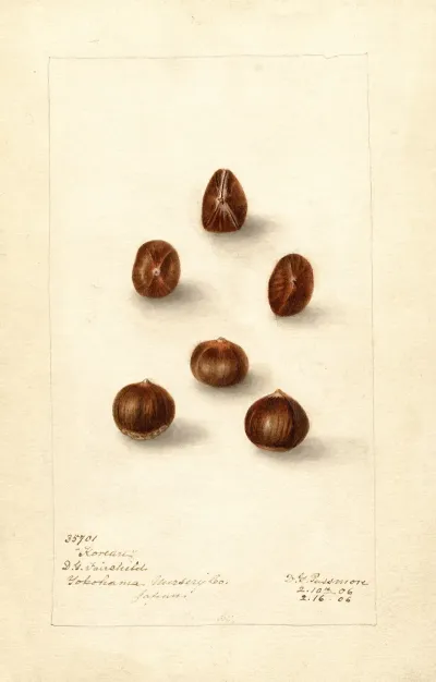 Corylus Korean