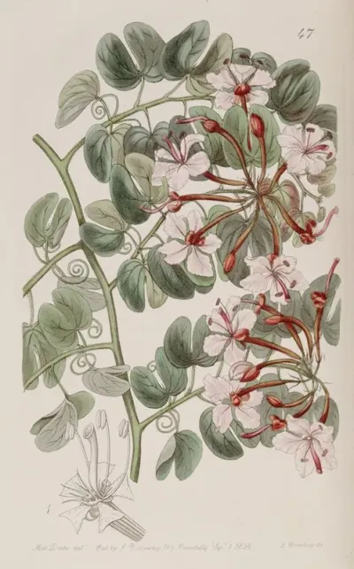 Corymb Flowering Baukinia