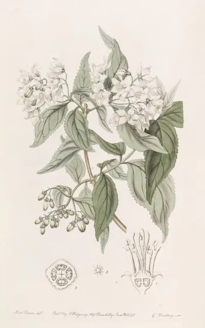 Corymb Flowering Deutzia