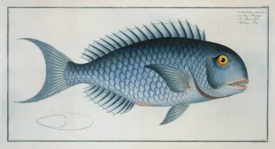 Coryphaena Coerulea The Bleu Fish