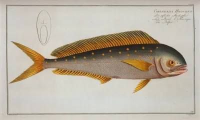 Coryphaena Hippurus The Dolfin