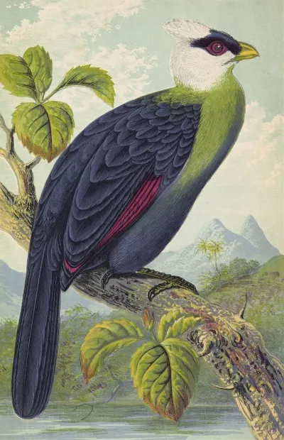Corythaix Leucolopha