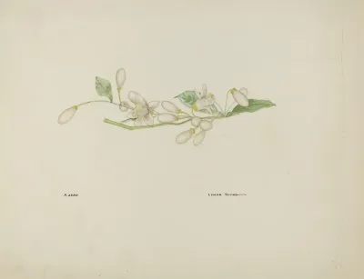 Costume Accessory Orange Blossoms