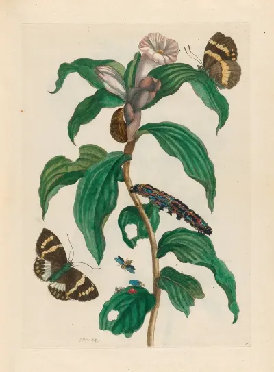 Costus Arabicus 3