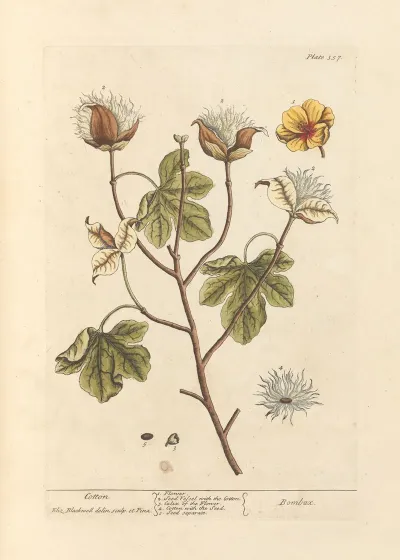 Cotton 3