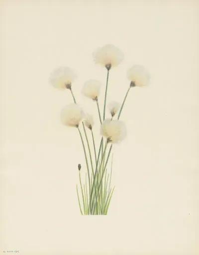 Cottongrass Eriophorum Chamissonis 2
