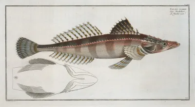Cottus Scaber