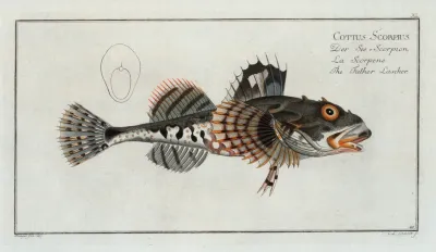 Cottus Scorpius The Father Lascher