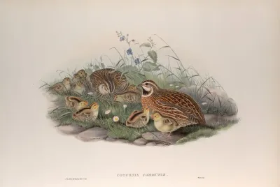 Coturnix Communis Common Quail