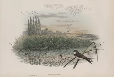 Cotyle Riparia Sand Martin Young