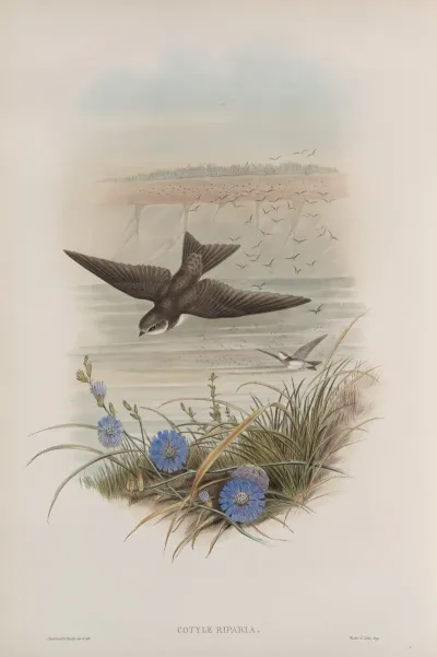 Cotyle Riparia Sand Martin