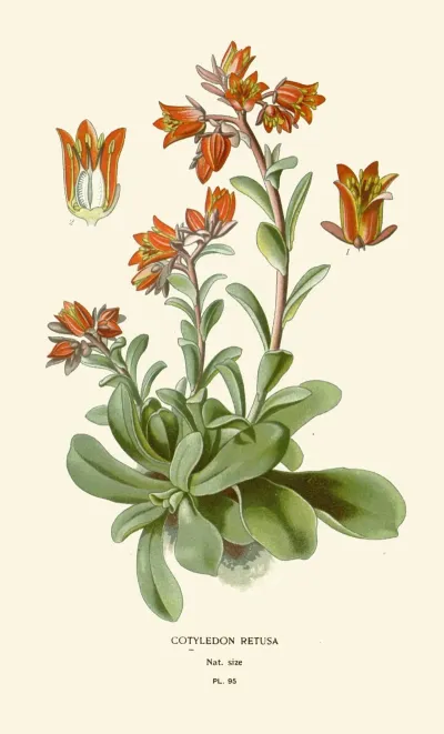 Cotyledon Retusa