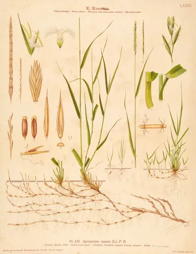 Couch Twitch Grass