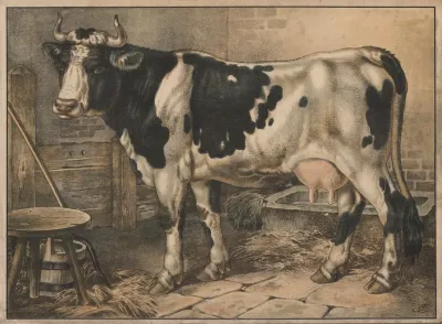 Cow 10