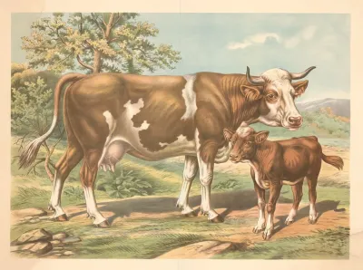 Cow 14