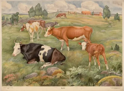 Cow 16