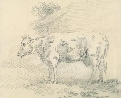 Cow 6