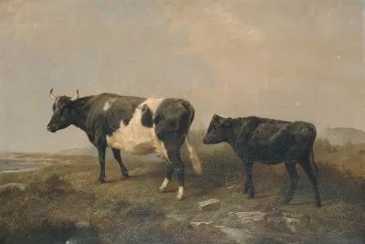 Cow And Calf