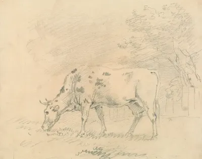 Cow Grazing