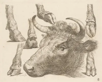 Cow Head And Studies Of Hooves