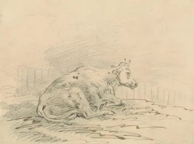 Cow Lying Next To A Fence