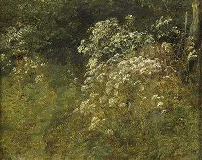 Cow Parsley Study