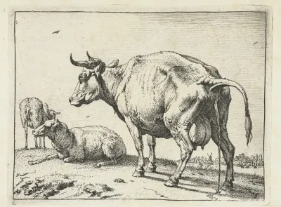 Cow Peeing