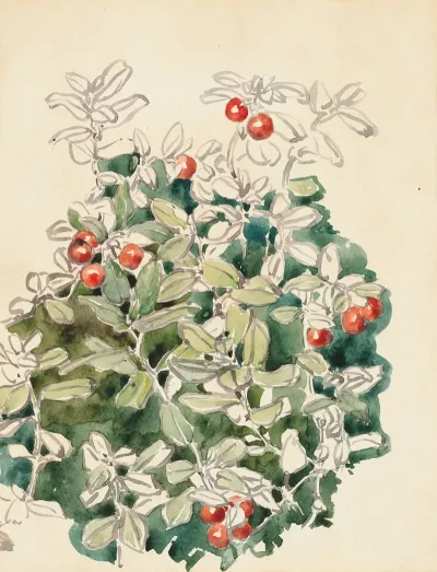 Cowberries