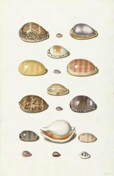 Cowry Shells
