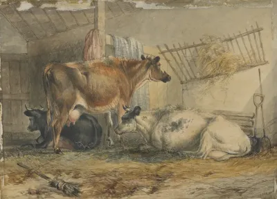 Cows 6