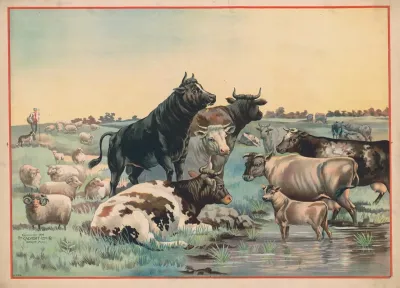 Cows And Sheep In A Pasture With Six Cows Looking Out At The Viewer