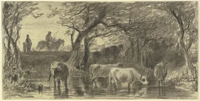 Cows Drinking