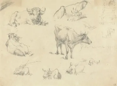 Cows From Various Angles