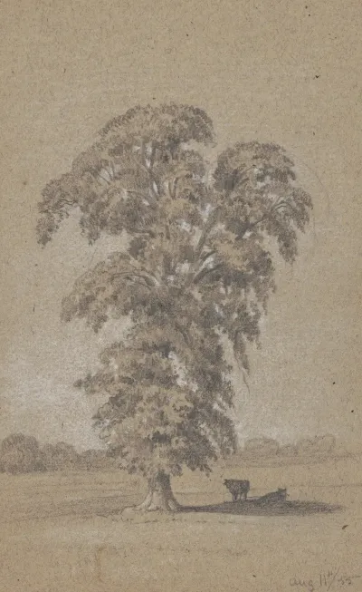 Cows In The Shade Of A Tree