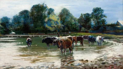 Cows Wading In The River