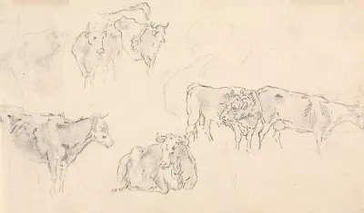 Cows With Bull In The Foreground