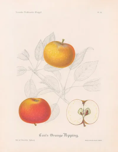 Coxs Orange Pepping