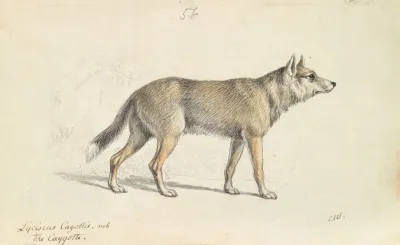 Coyote Of Mexico