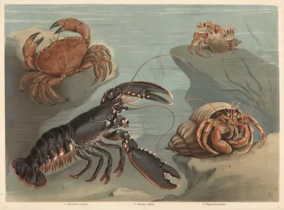 Crab Platycarcinus Pagurus Lobster Homarus Vulgaris Hermit Crab Pagurus Bernhardus