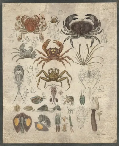 Crabs And Similar Animals