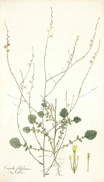 Crambe Filiformis
