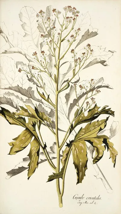 Crambe Orientalis